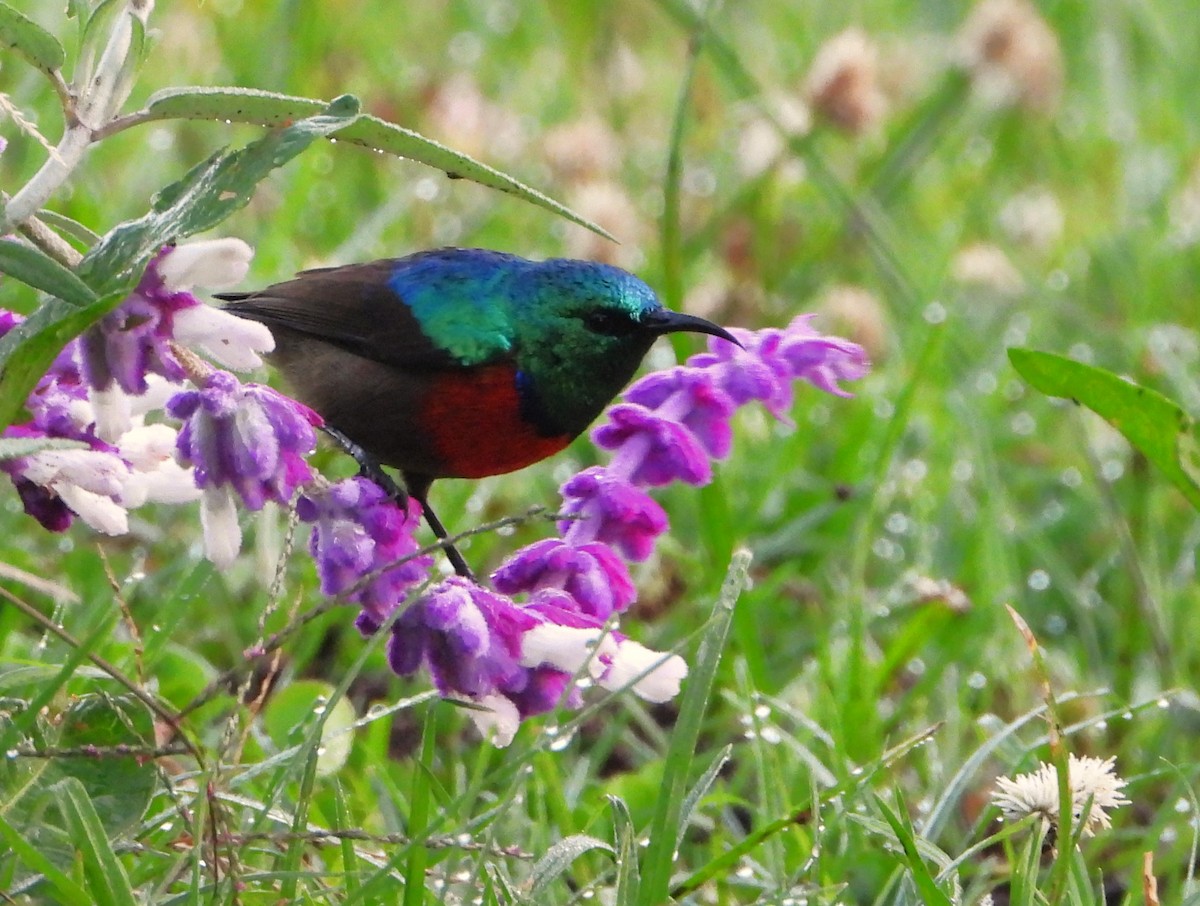 Abyssinian Sunbird - ML645776806