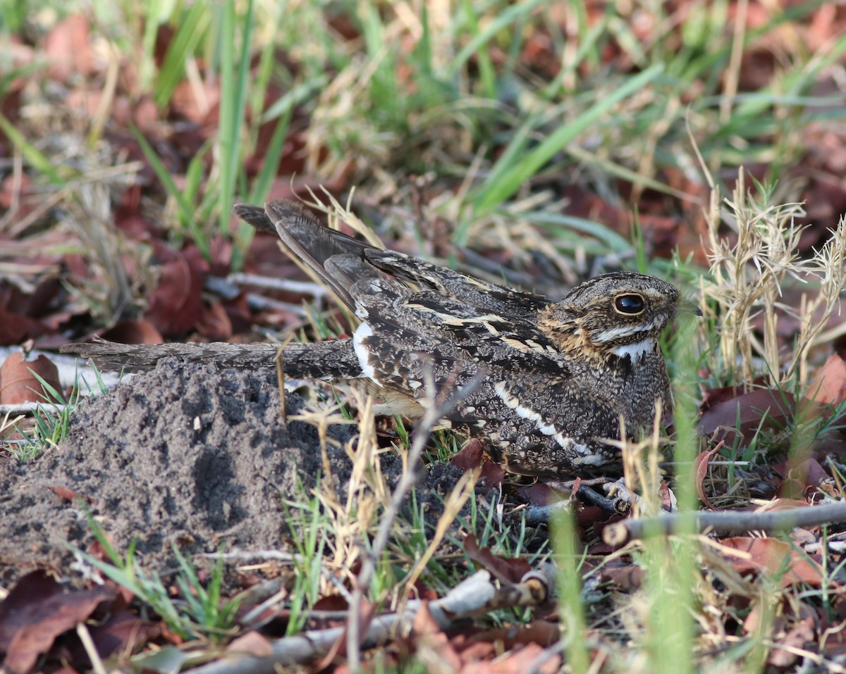 Square-tailed Nightjar - ML645776807