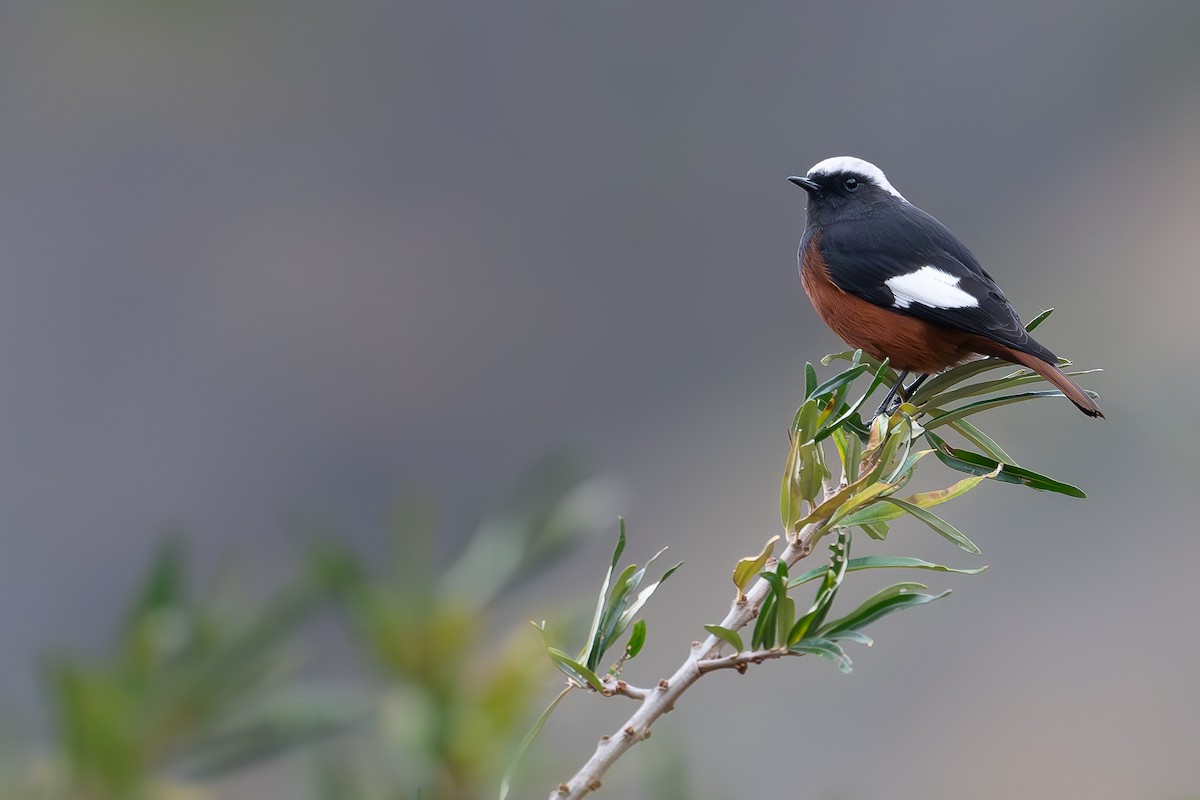 White-winged Redstart - ML645776808