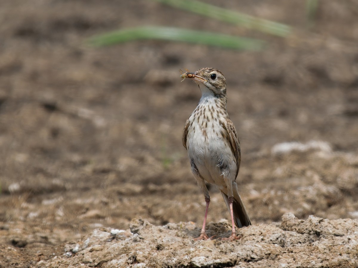 Australian Pipit - ML645776809