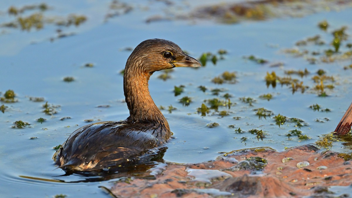 Bindentaucher - ML645776810