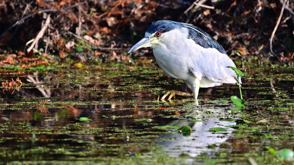 Nachtreiher - ML645776814