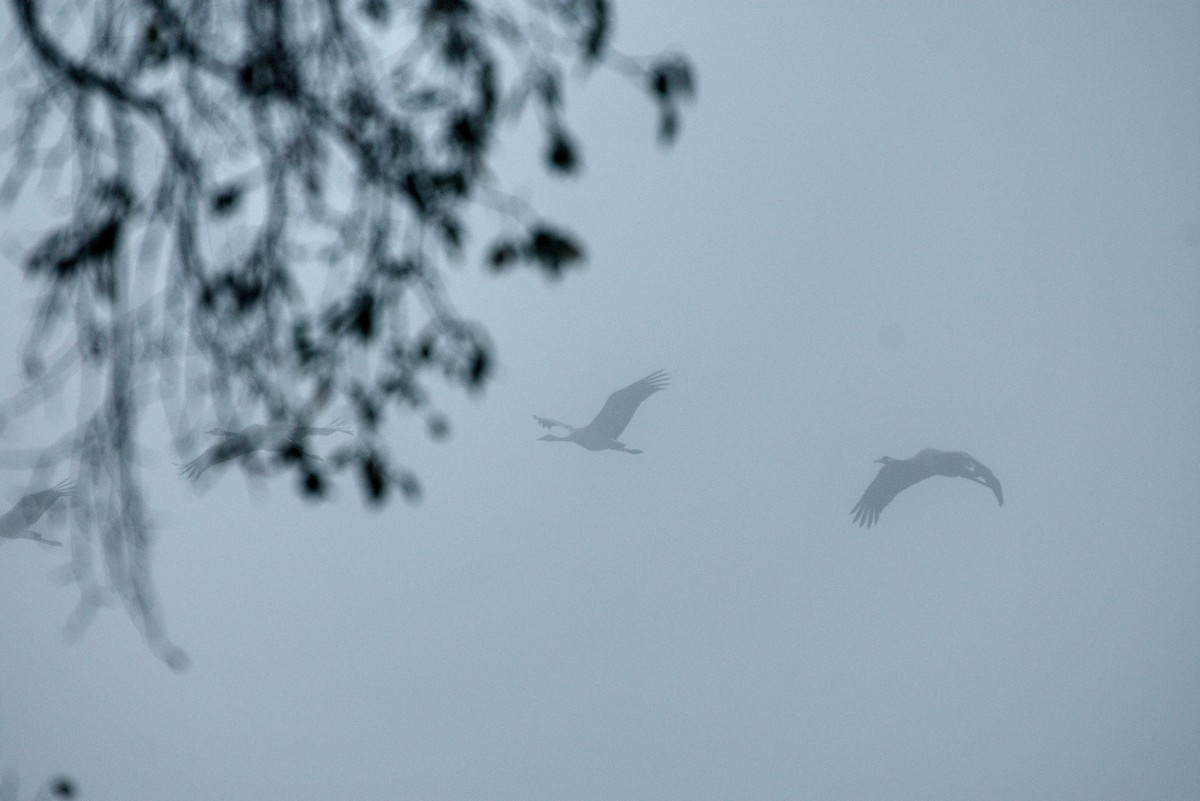 Kranich - ML645776816