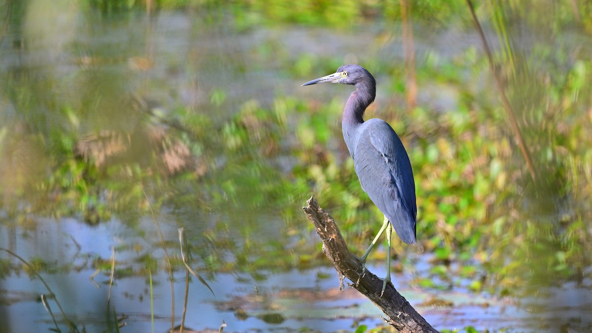 Blaureiher - ML645776817