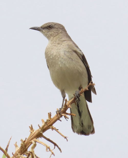 Gartenspottdrossel - ML645776818