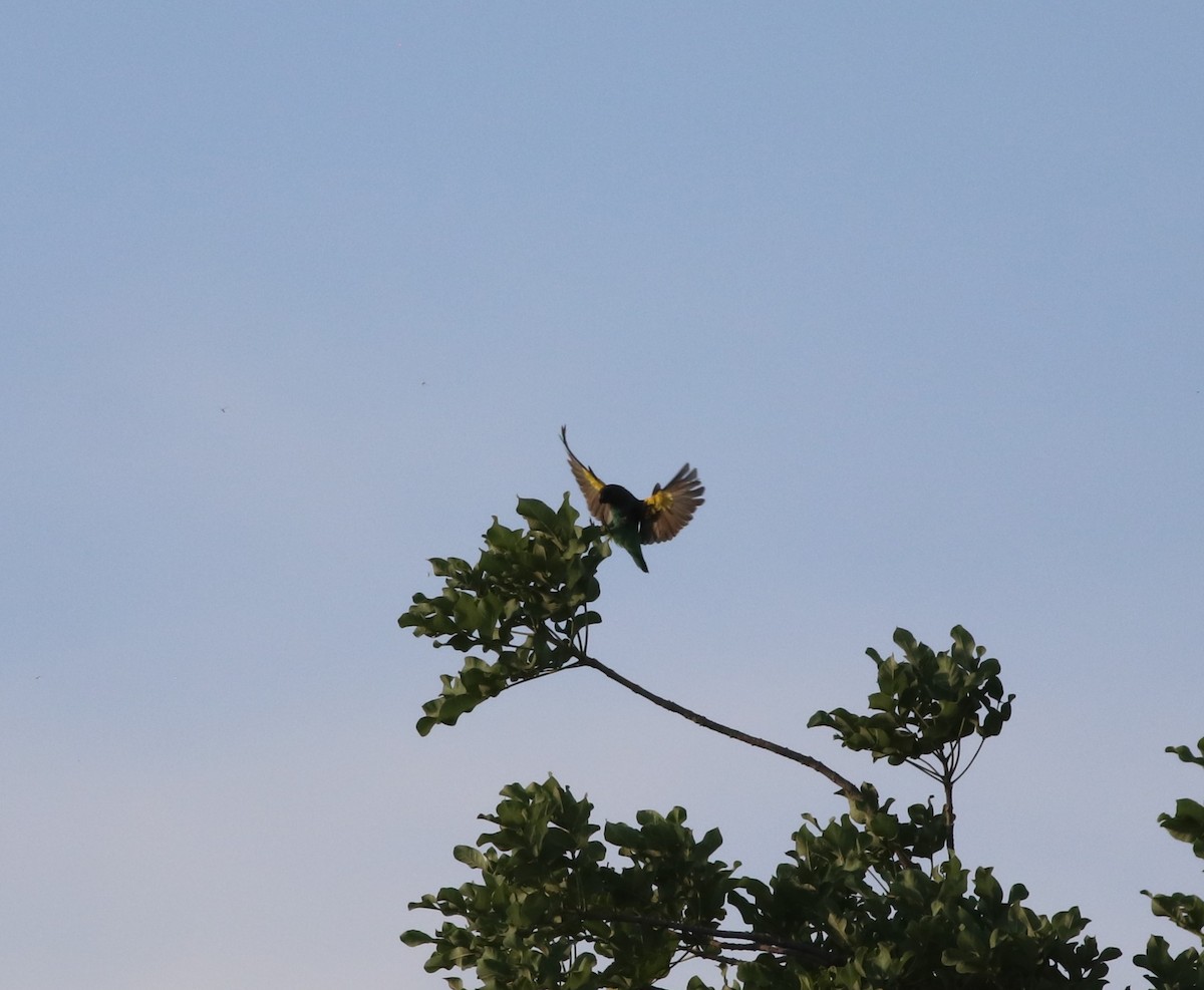 Goldbugpapagei - ML645776819