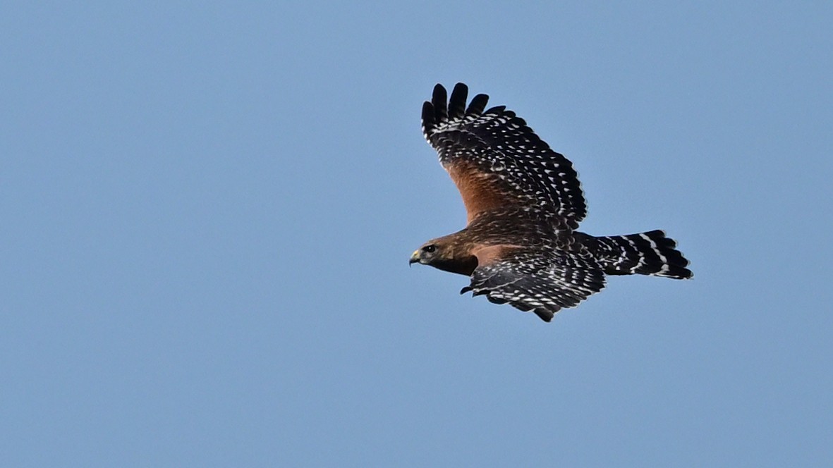 Rotschulterbussard - ML645776820