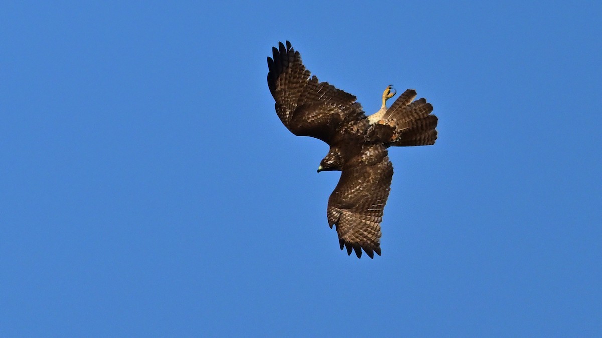 Rotschwanzbussard - ML645776822