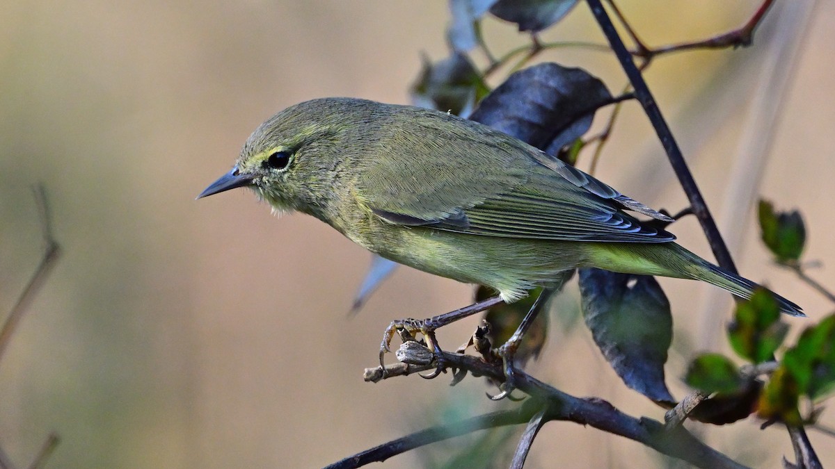 Orangefleck-Waldsänger - ML645776824