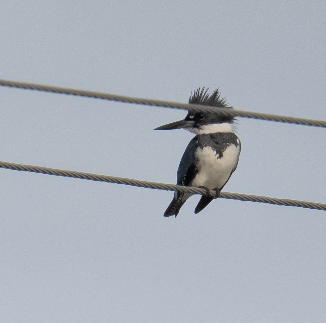 Gürtelfischer - ML645776825