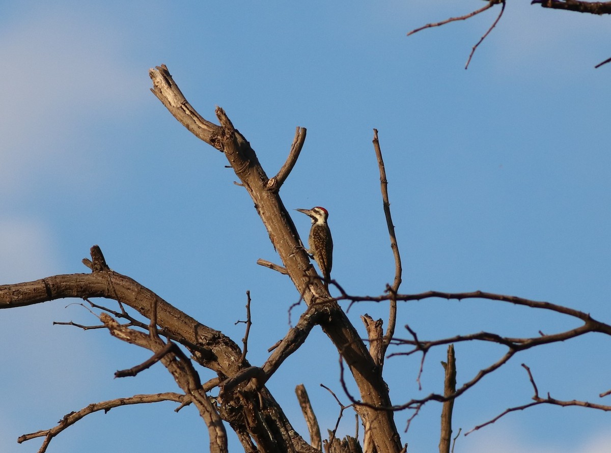 Namaspecht - ML645776826