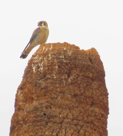 Buntfalke - ML645776827