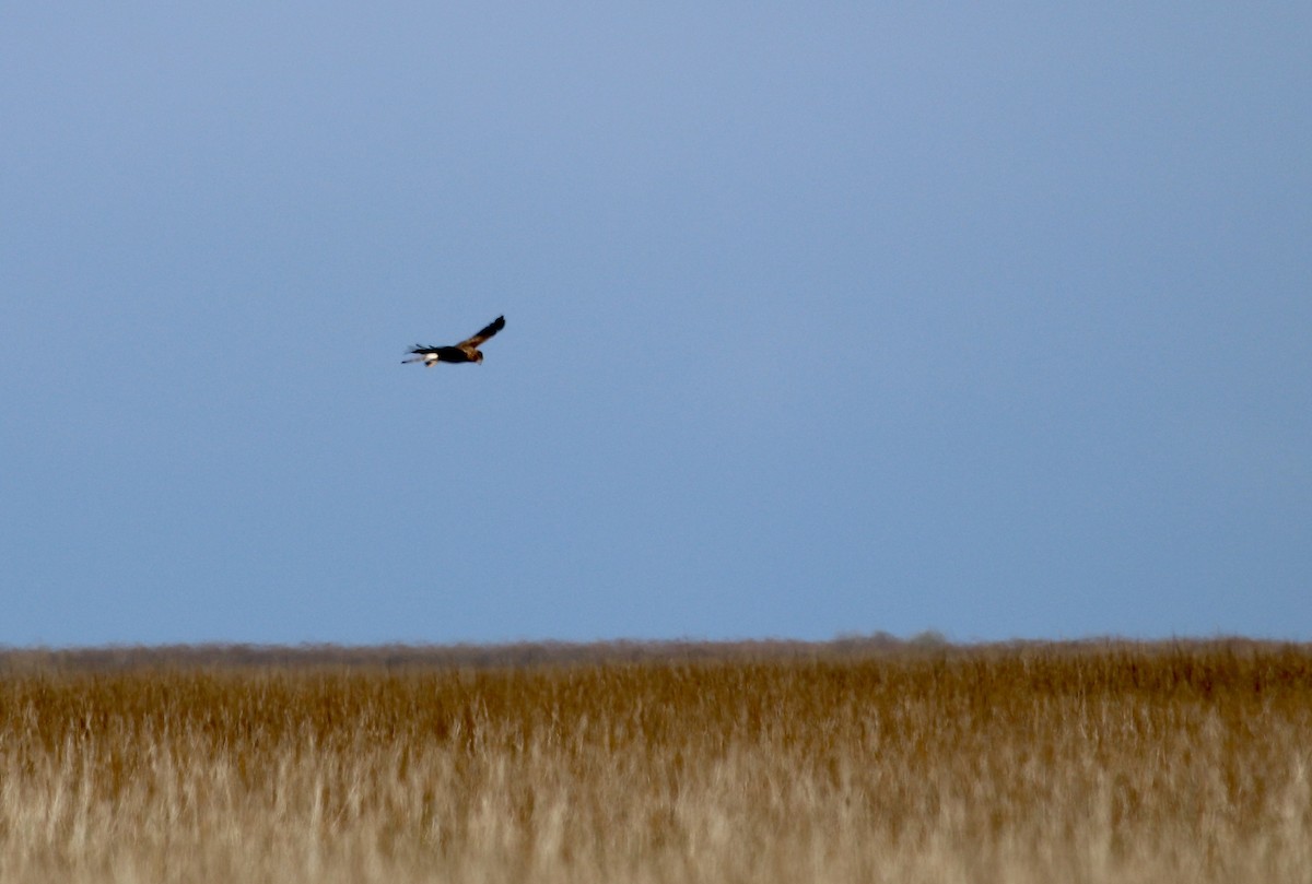 Hudsonweihe - ML645776828