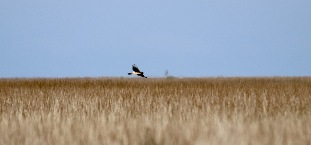 Hudsonweihe - ML645776829