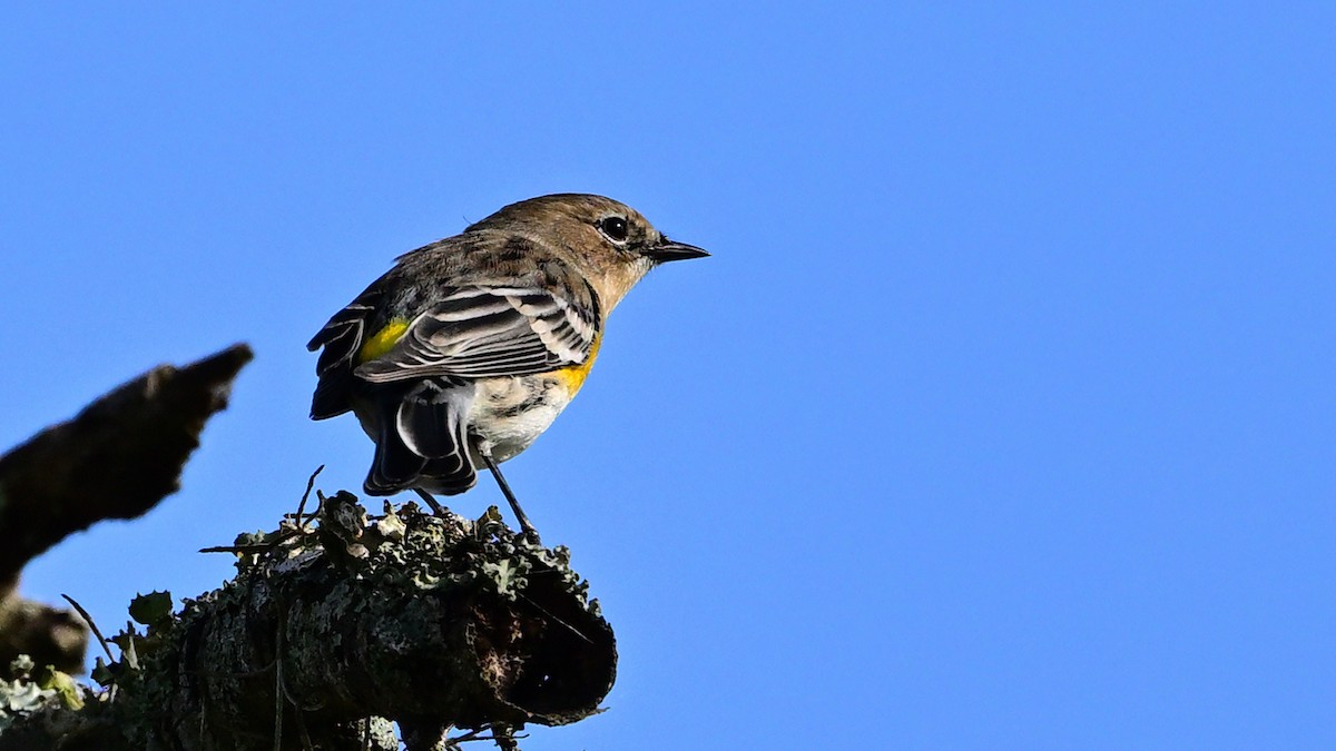 Kronenwaldsänger - ML645776830