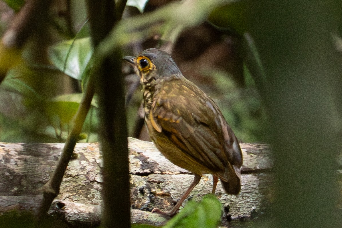 Alta-Floresta-Ameisenpitta - ML645776831