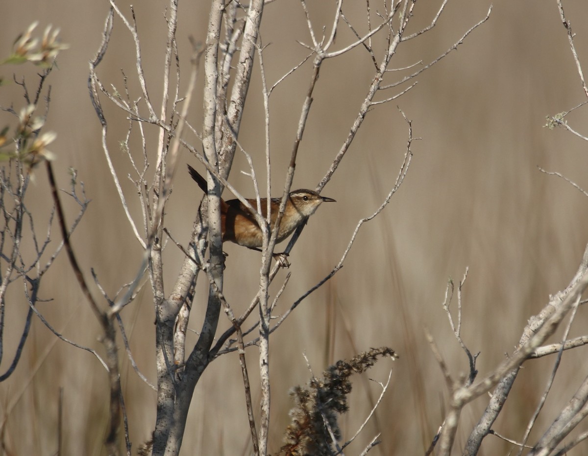 Sumpfzaunkönig - ML645776832