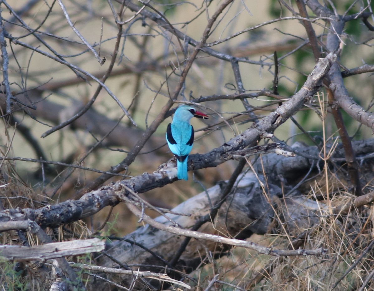 Senegalliest - ML645776833