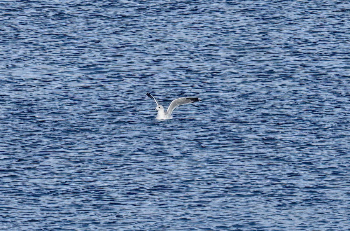 Sturmmöwe - ML645776835