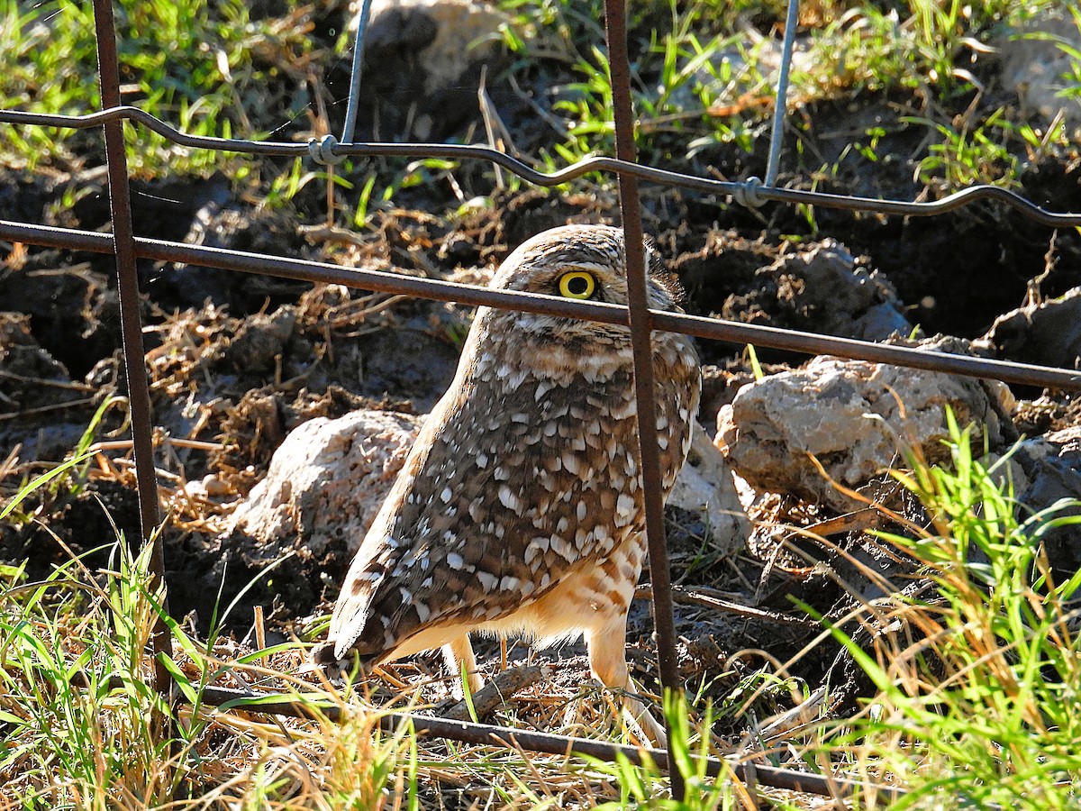 Kaninchenkauz - ML645776838