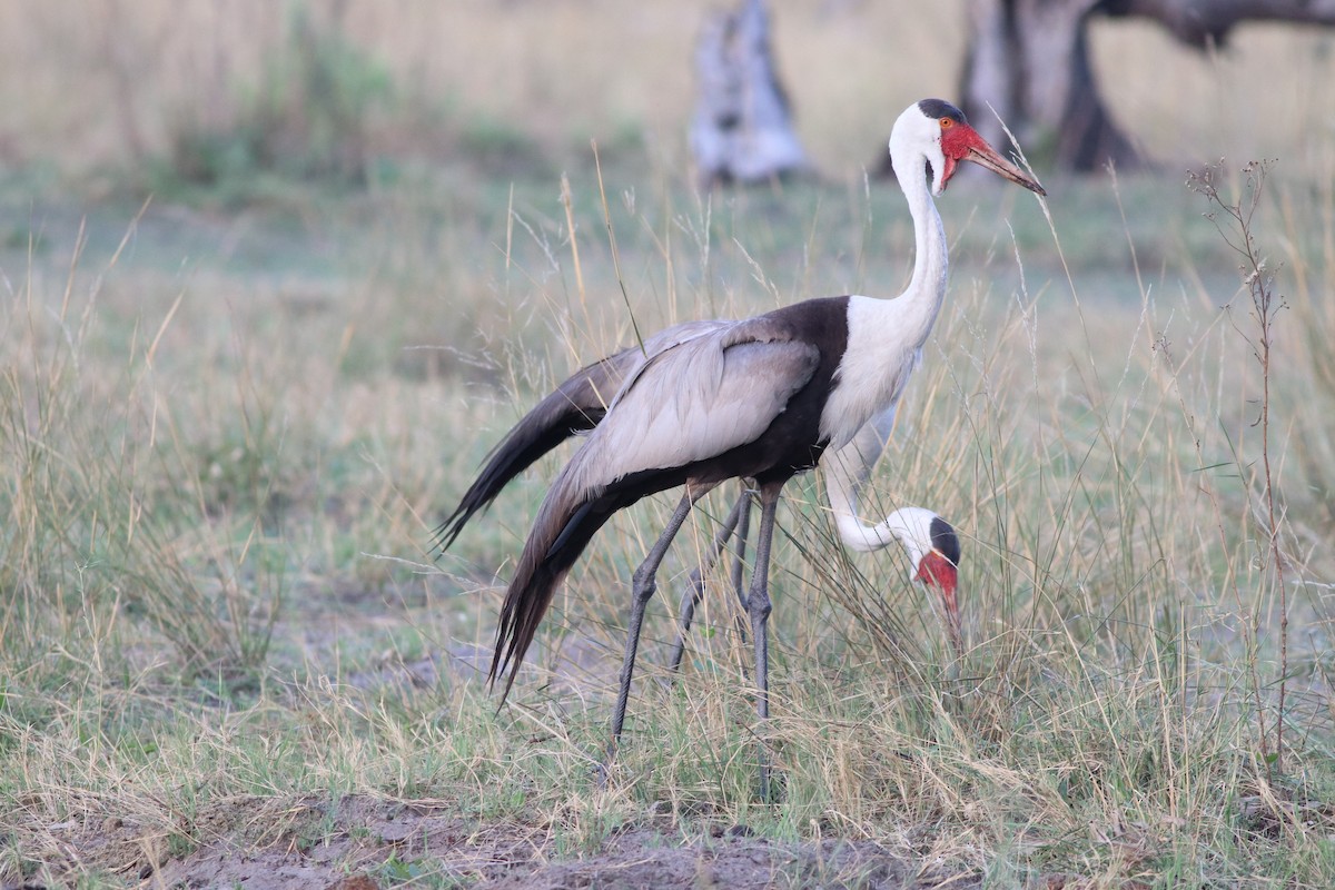 Klunkerkranich - ML645776839