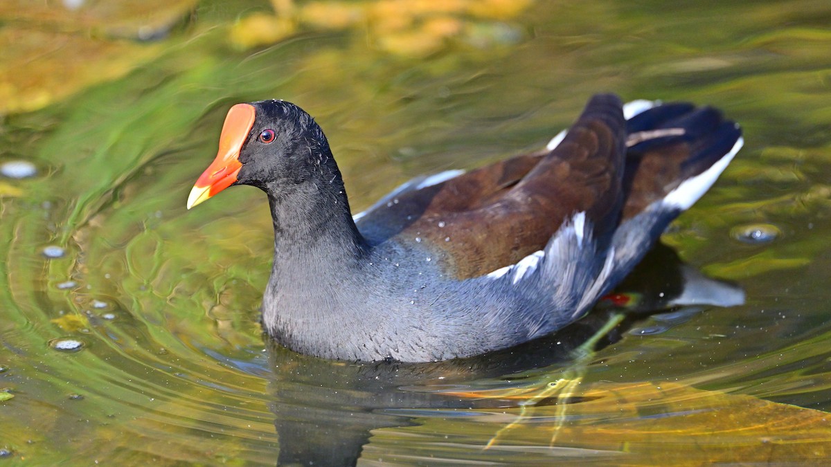 סופית אמריקנית - ML645776851
