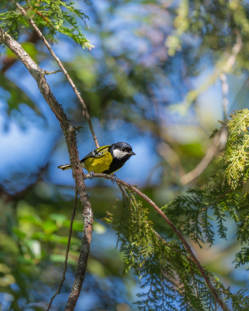 Bergkohlmeise - ML645776852