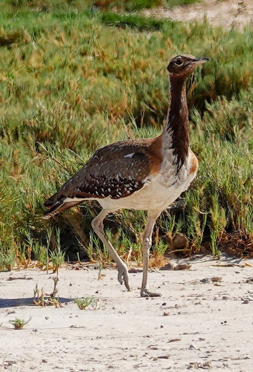 ナンアチュウノガン - ML645776854