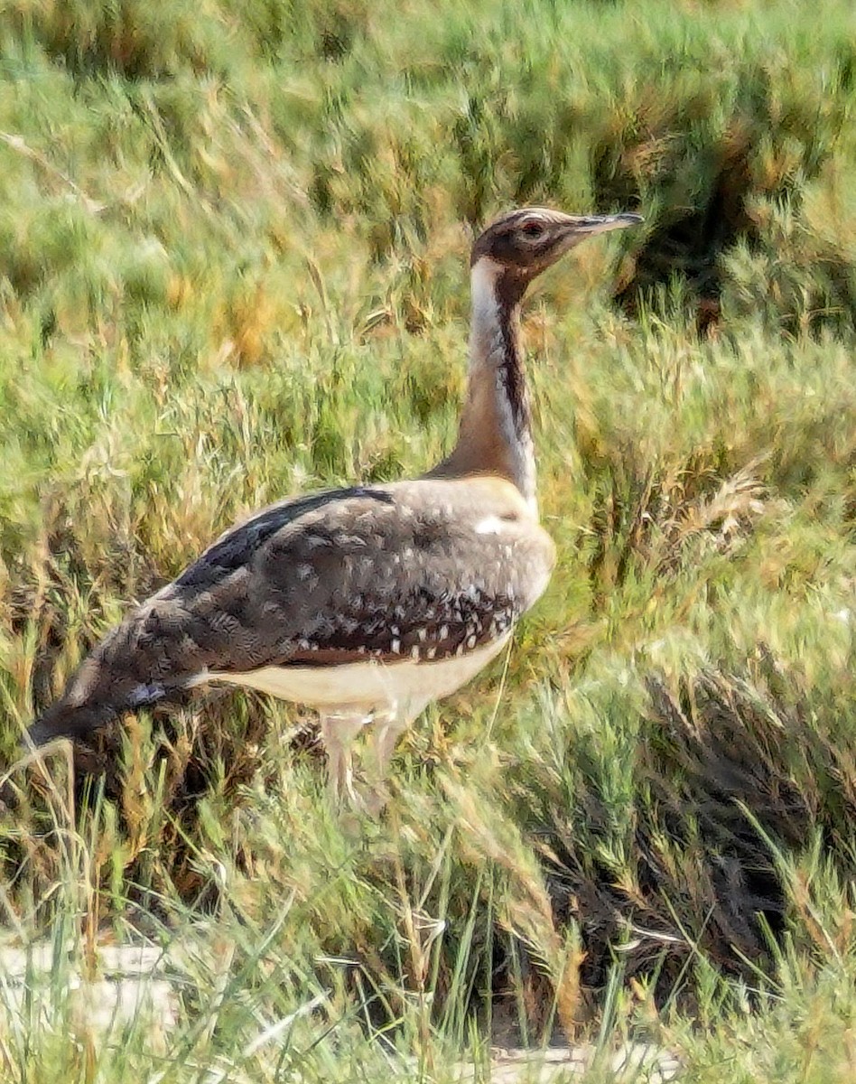 ナンアチュウノガン - ML645776855