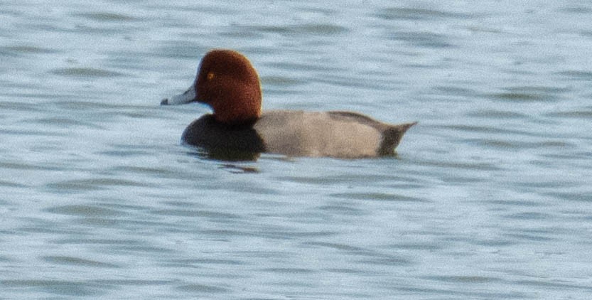 アメリカホシハジロ - ML645776857