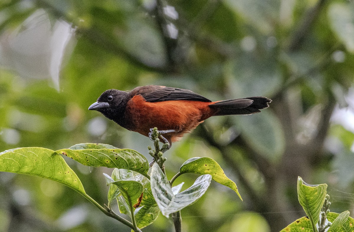 セアカフウキンチョウ - ML645776858