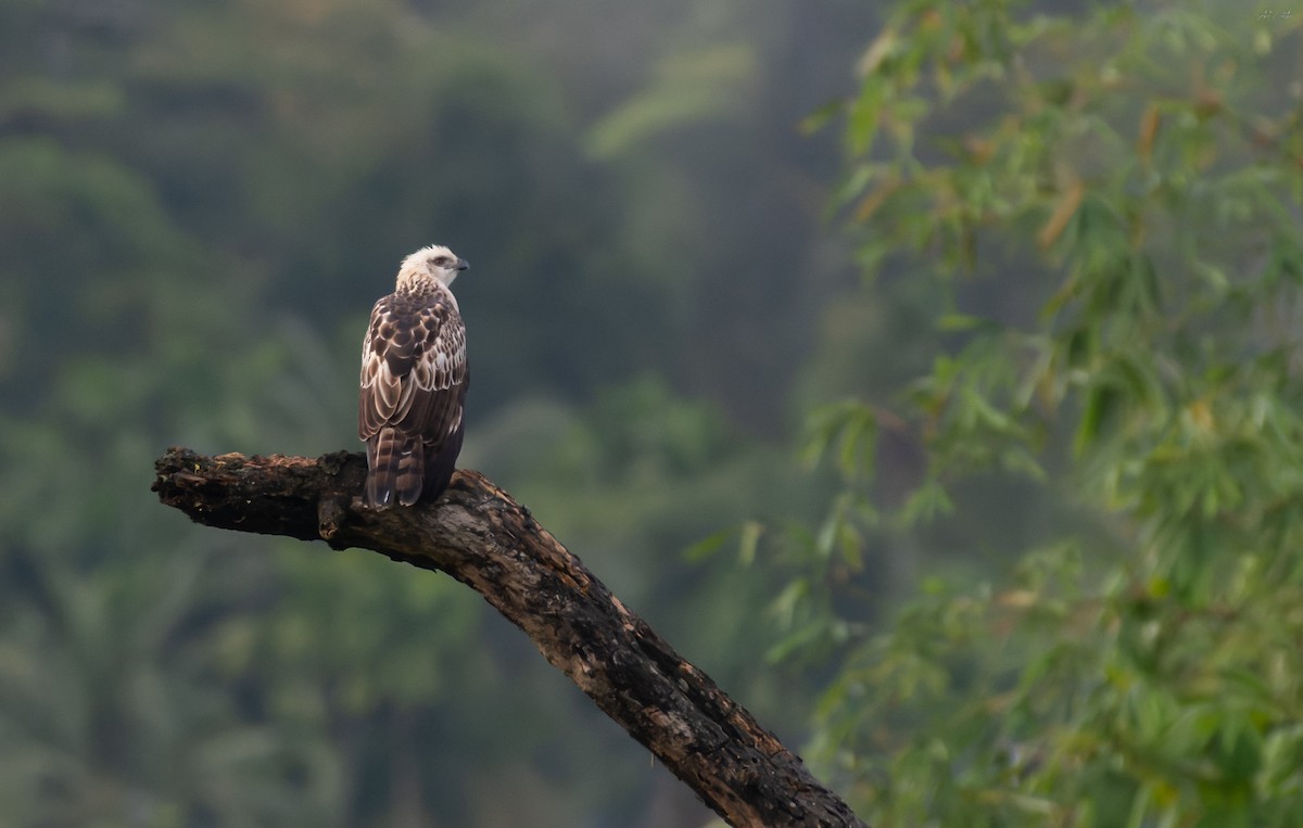 インドクマタカ - ML645776859