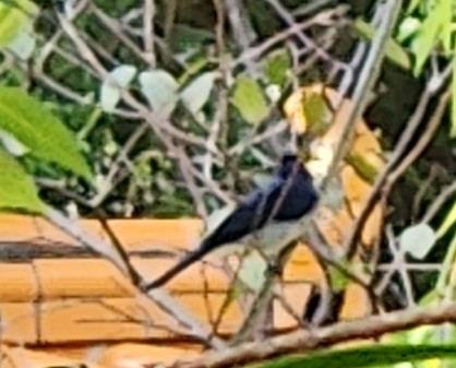 シキチョウ - ML645776860