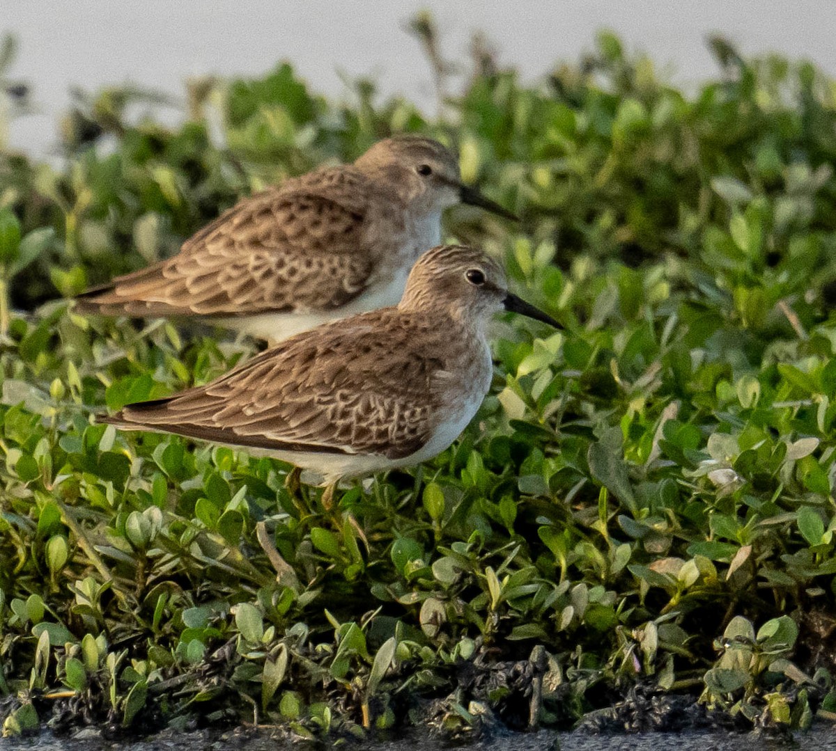 アメリカヒバリシギ - ML645776865