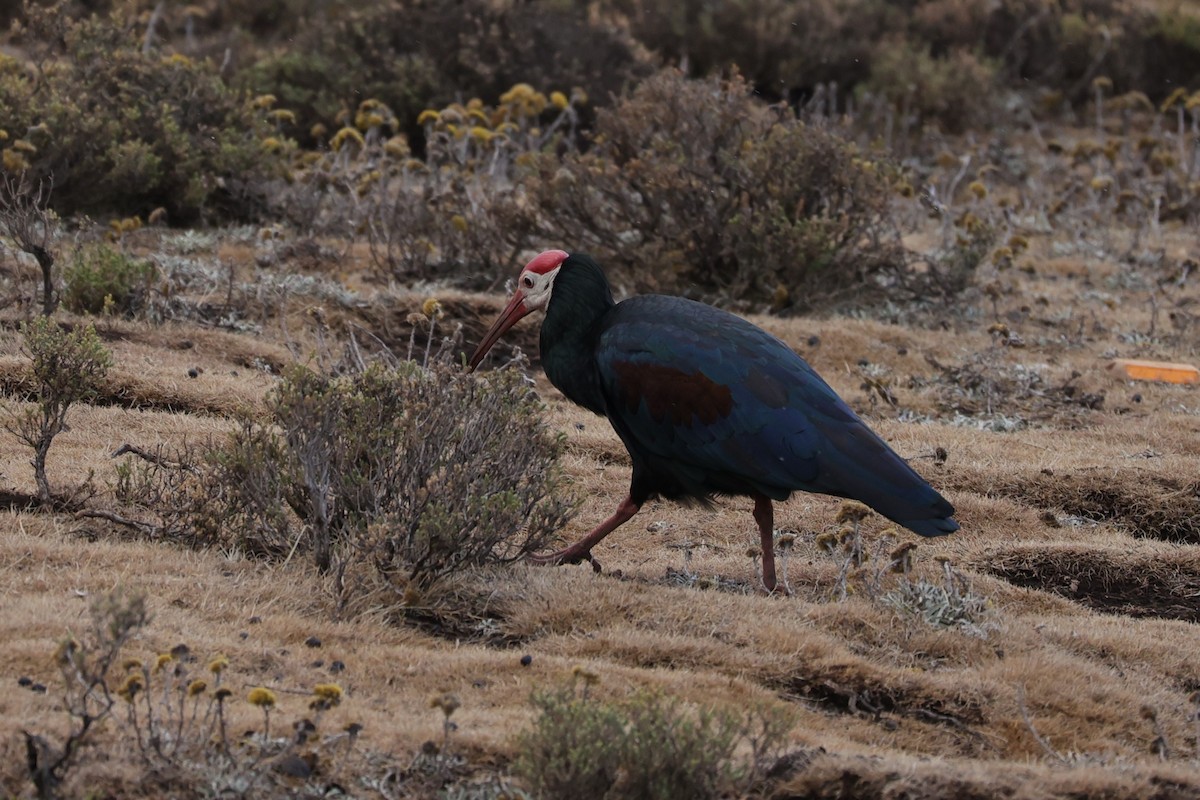 ハゲトキ - ML645776866