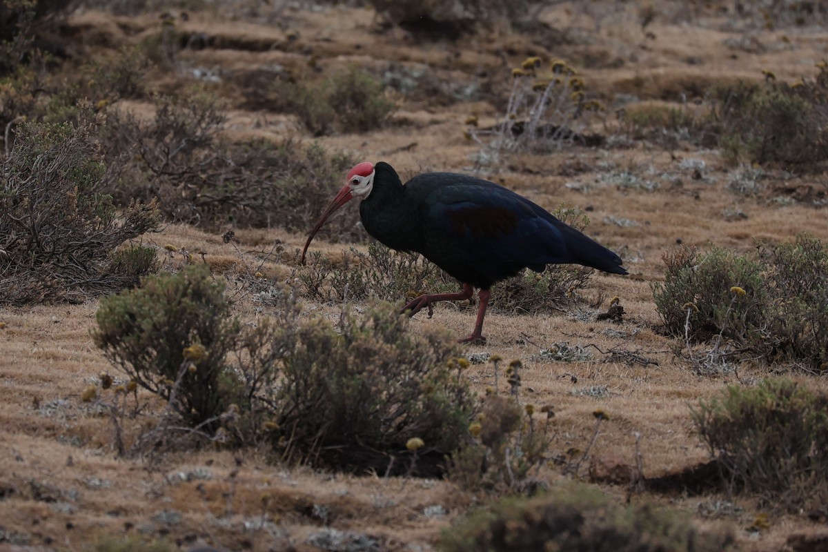 ハゲトキ - ML645776867