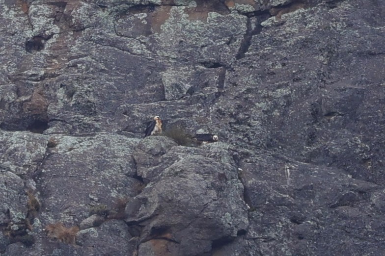 ヒゲワシ（meridionalis） - ML645776870