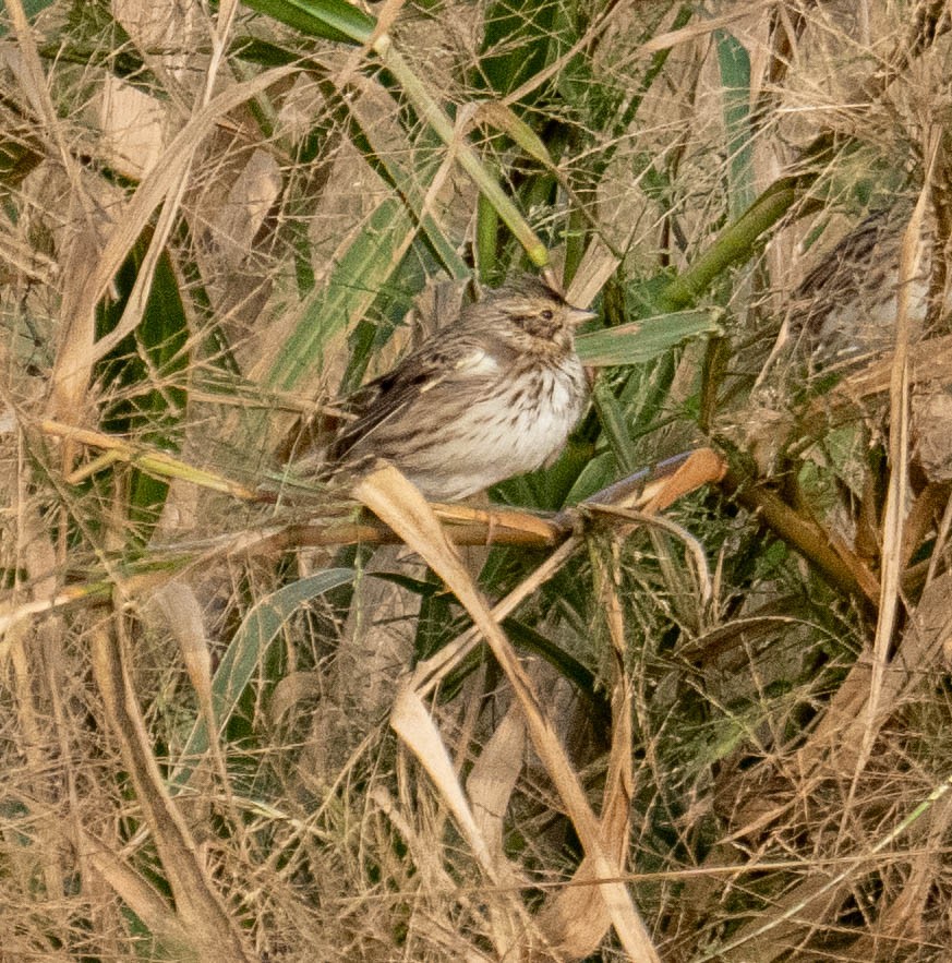 サバンナシトド - ML645776871