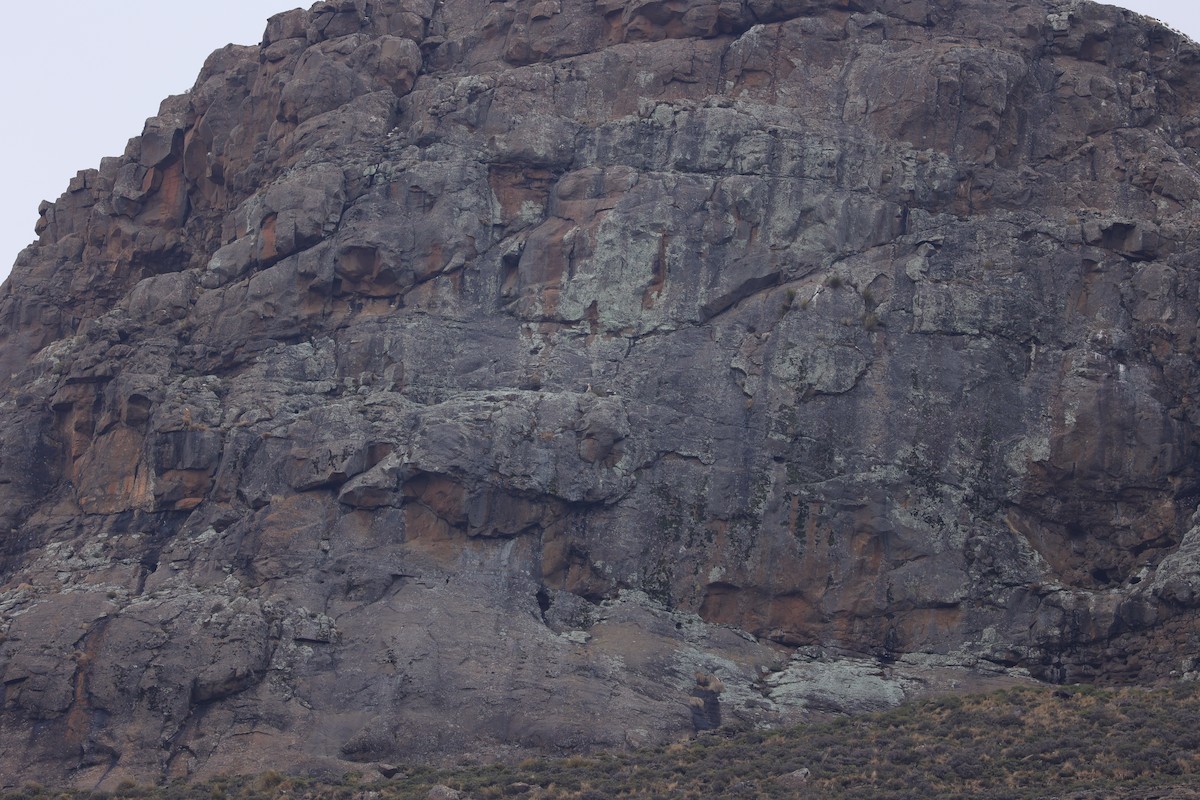 Bearded Vulture (African) - ML645776872
