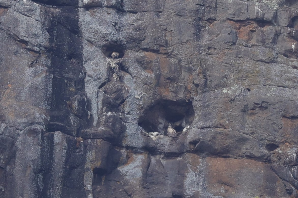 ケープシロエリハゲワシ - ML645776876