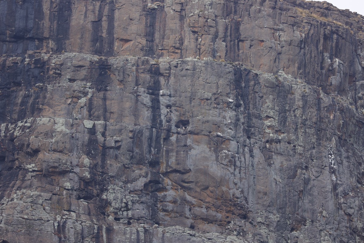 Cape Griffon - ML645776877