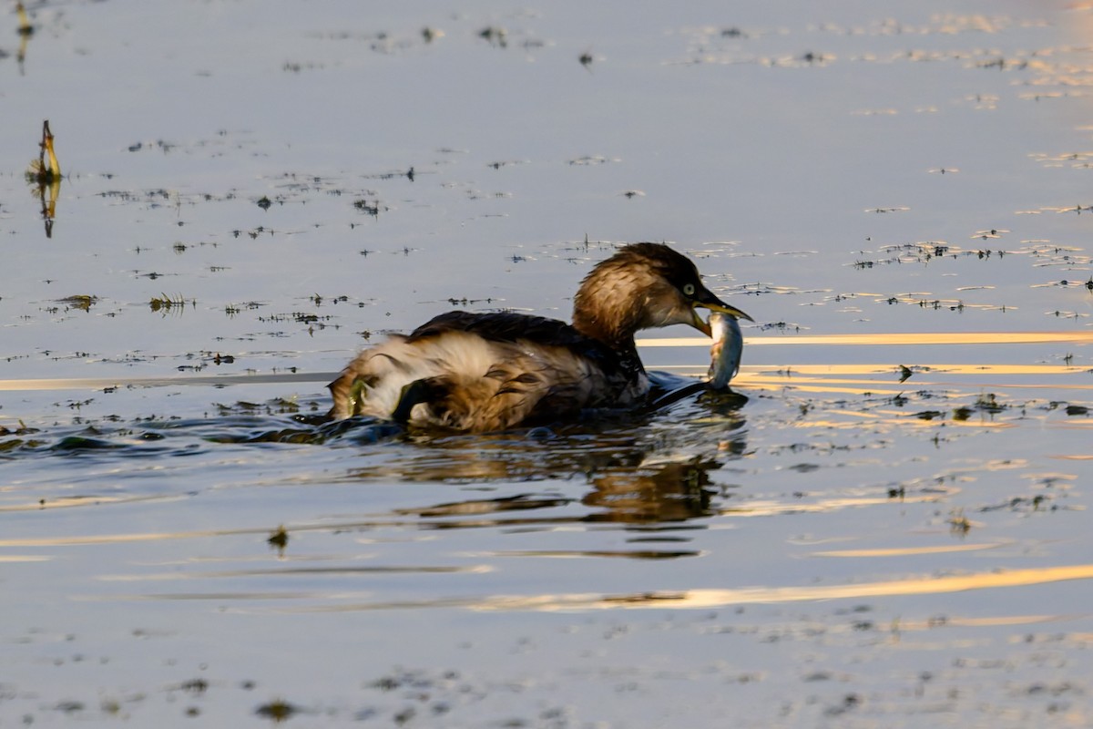 カイツブリ - ML645776892