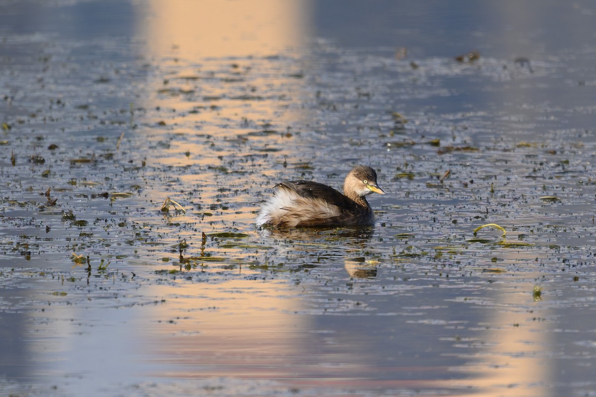 カイツブリ - ML645776893