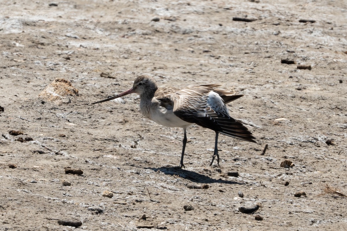 オオソリハシシギ - ML645776896