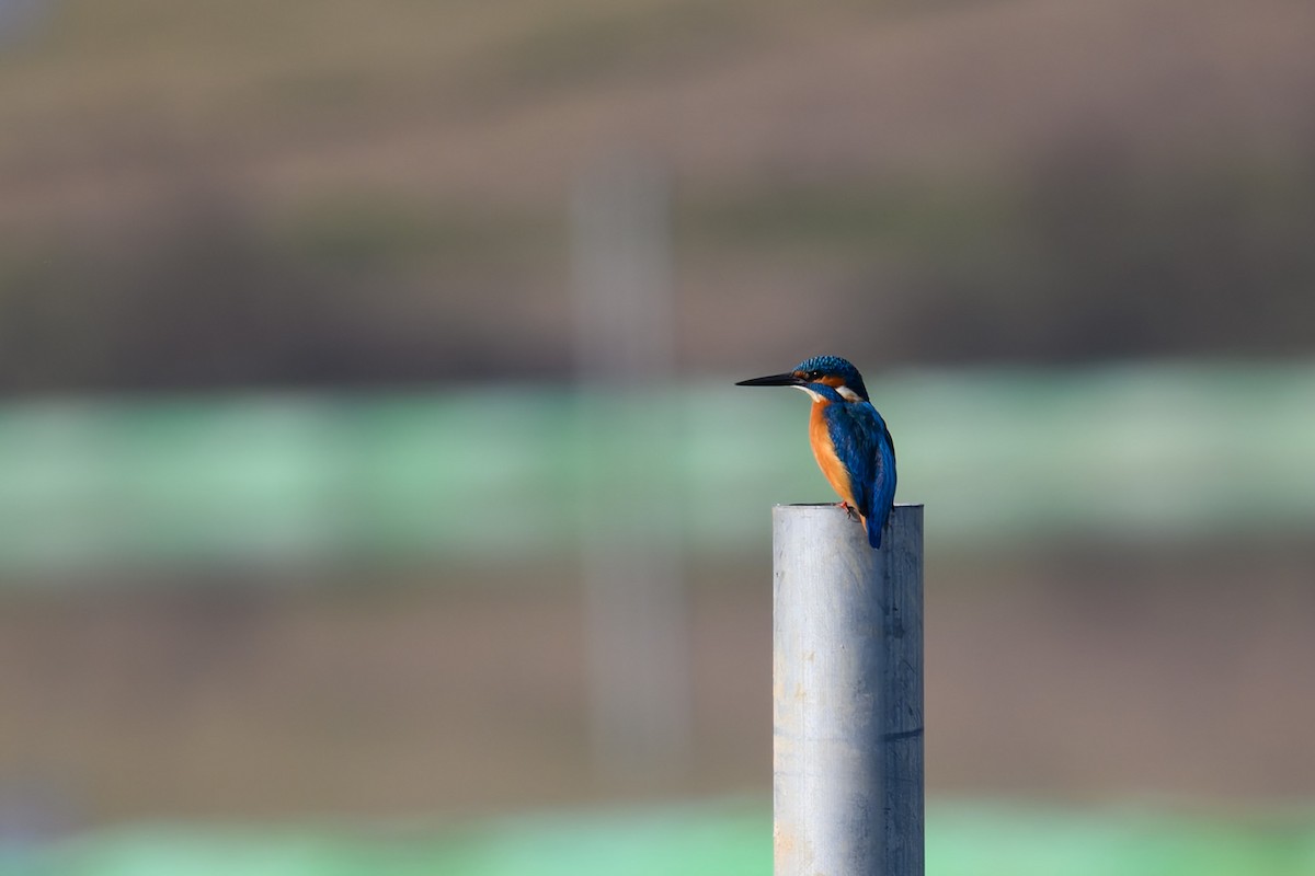 カワセミ - ML645776897