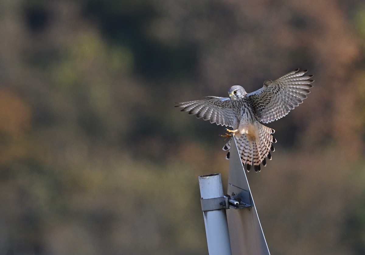 チョウゲンボウ - ML645776898