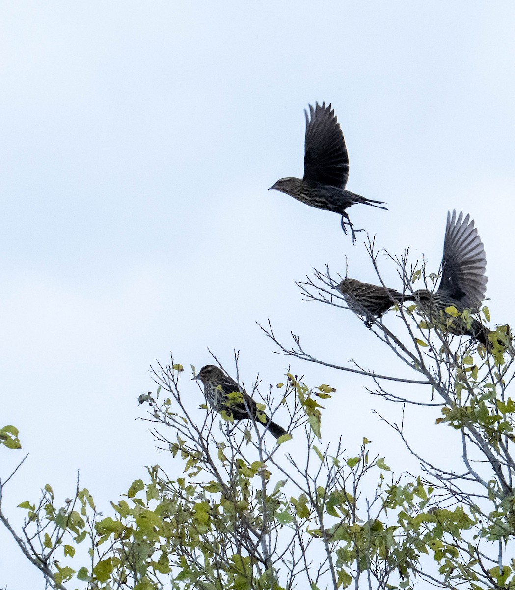 ハゴロモガラス - ML645776899