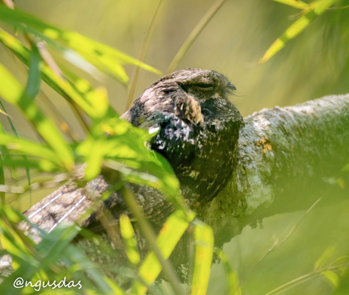 Gray Nightjar - ML645776902