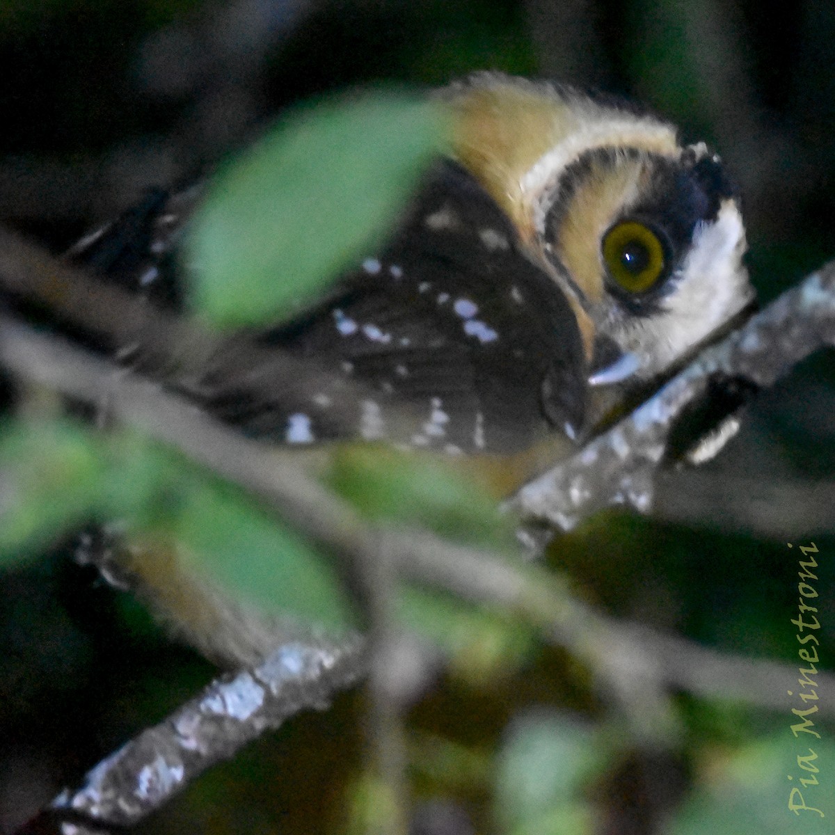 Buff-fronted Owl - ML645776918