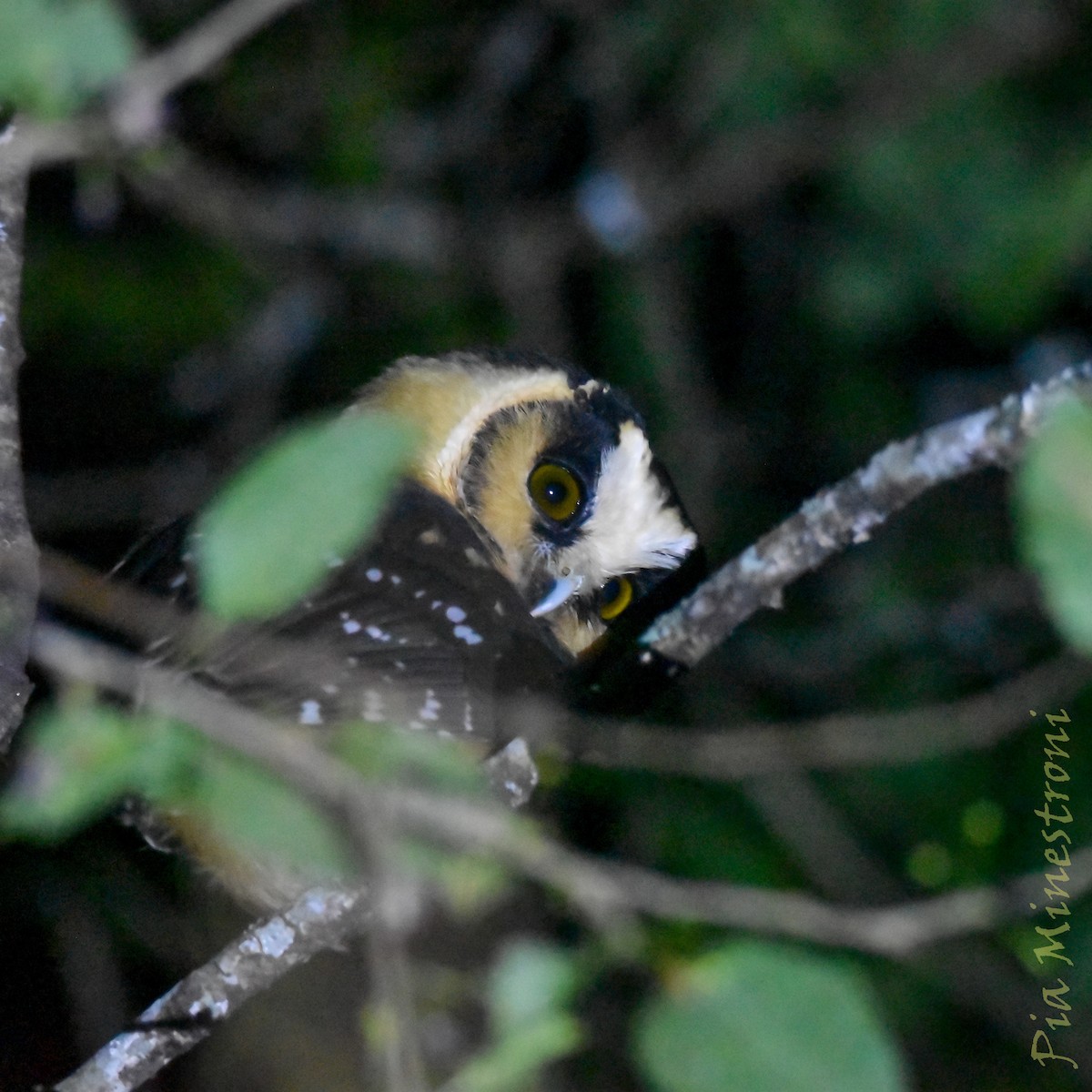 Buff-fronted Owl - ML645776920